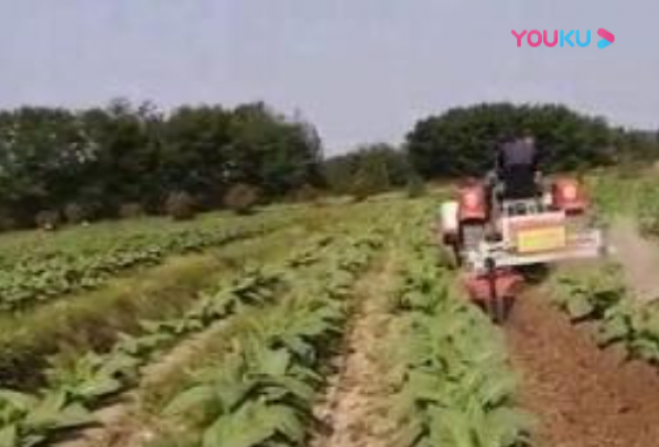 烟草作业视频展示